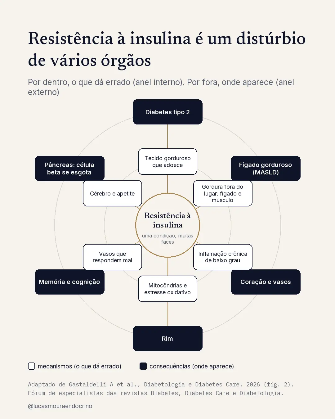 A resistência à insulina como distúrbio de vários órgãos: mecanismos no anel interno, consequências no externo. Redesenhado a partir da figura 2 de Gastaldelli et al., Diabetologia e Diabetes Care, 2026.