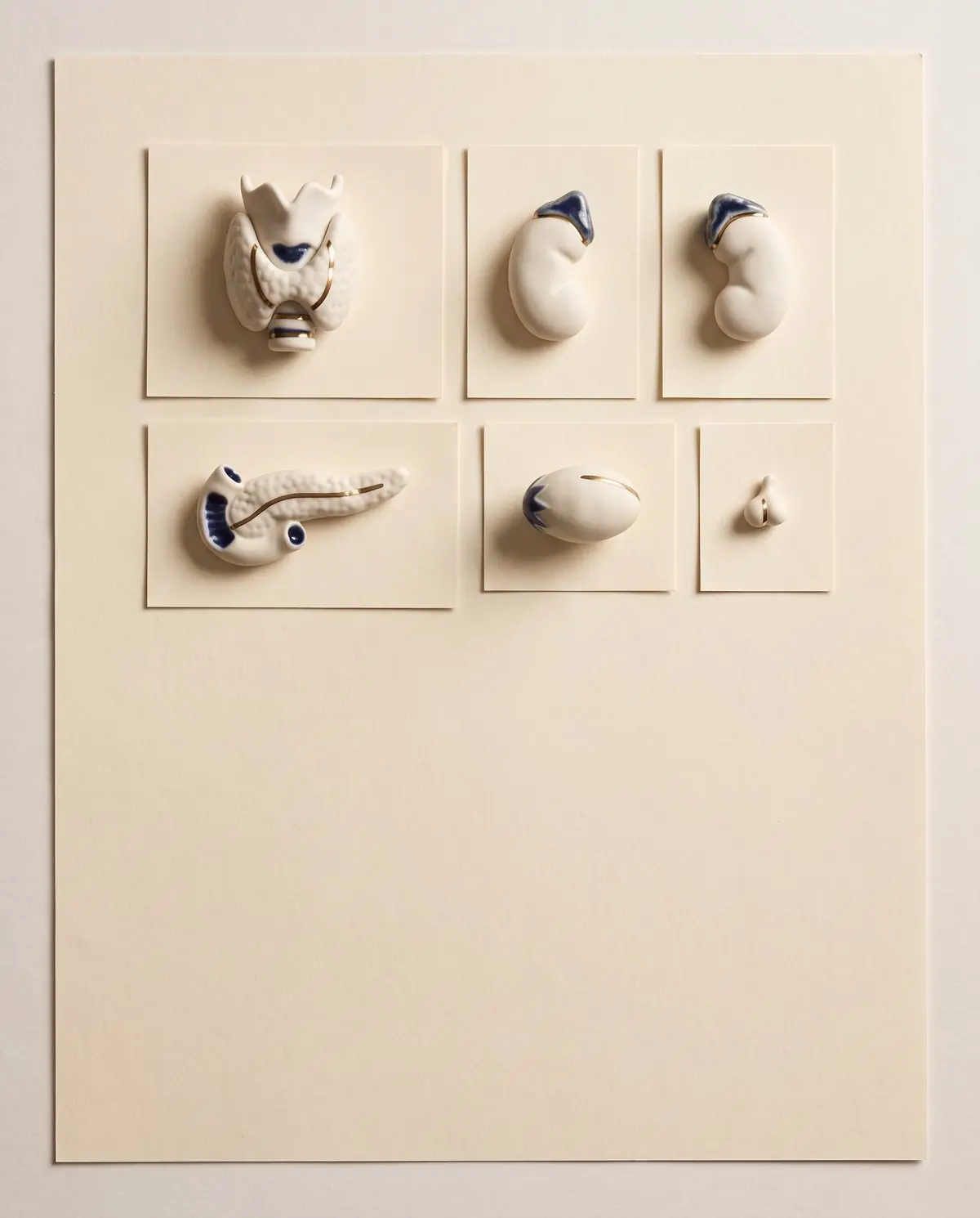 Coleção de glândulas em porcelana sobre papel