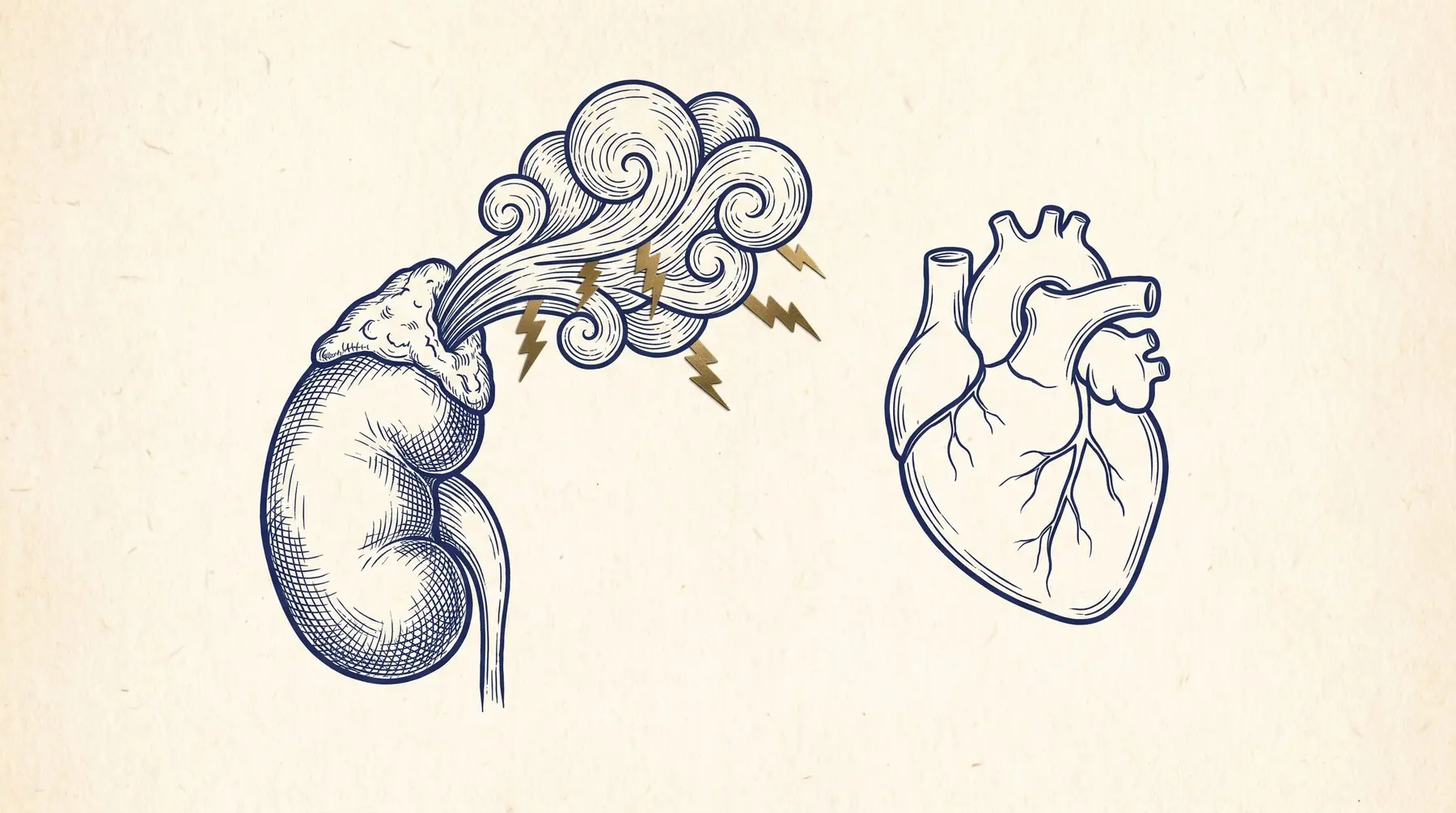 Ilustração em tinta sobre papel de uma glândula adrenal sobre o rim, com o centro da glândula destacado e pequenas ondas que lembram pulsação